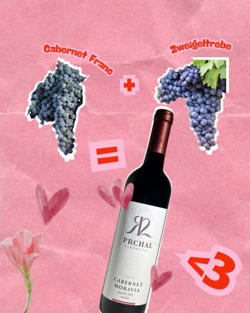 I u vína se stává že někdo dohodí jednu odrůdu té druhé, vše do sebe zapadne a vznikne z toho love story.👩🏼‍❤️‍💋‍👨🏽 Ba co víc, vznikne z toho nová odrůda.🍇🥰 A i u nás pár takových oblíbených zamilovaných příběhů máme.🍷 Najdete mezi nimi vašeho favorita? ☺️
Hezkého Valentýna! 🩷