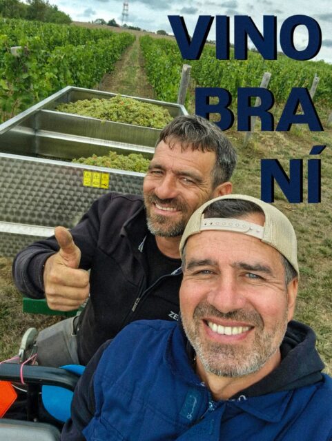 Minulý týden už to vypuklo i u nás a vinobraní je v plném proudu! 🍇
No, musíme říct, že po tom vyprahlém létě☀️ ten pohled na minibobulky hroznů (my je pracovně nazýváme rybízem 😄) v našem stále mladém vinohradu není zrovna šťastný.😥
Někde tohle extrémní léto vzalo, ale jinde naopak dalo - například modrým odrůdám, na ty se teda těšíme moc! 🤩🍷
#vinobrani2026