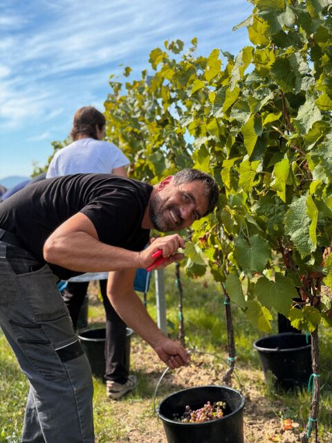 Hezký podzimní víkendový den = den jako stvořený na sběr.🍇😄
Tentokrát nám severní vítr přivál velice kvalitní posily!🌬️ Velkej dík za pomoc posíláme směr Liberec.🫶🏼 Doufáme, že jsme vás neodradili a ještě za námi někdy zavítáte.😉😄
…a my pokračujeme dál.💪🏼 Vinobraní je v plném proudu a pár takových hezkých pracovních dní nás jistě ještě čeká.🤗 (to je info pro potenciální brigádníky.. mrk mrk 😂)